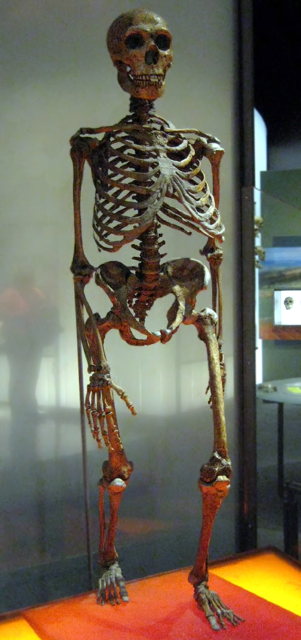 Neanderthalensis.jpg